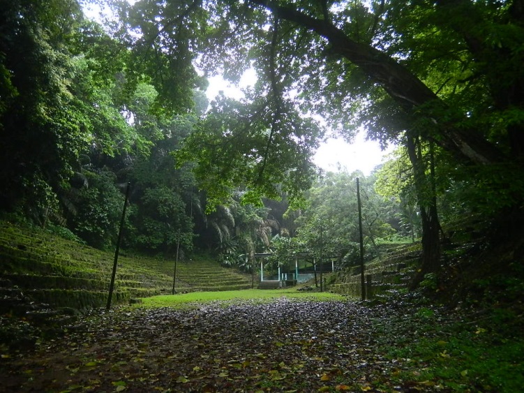 jungle